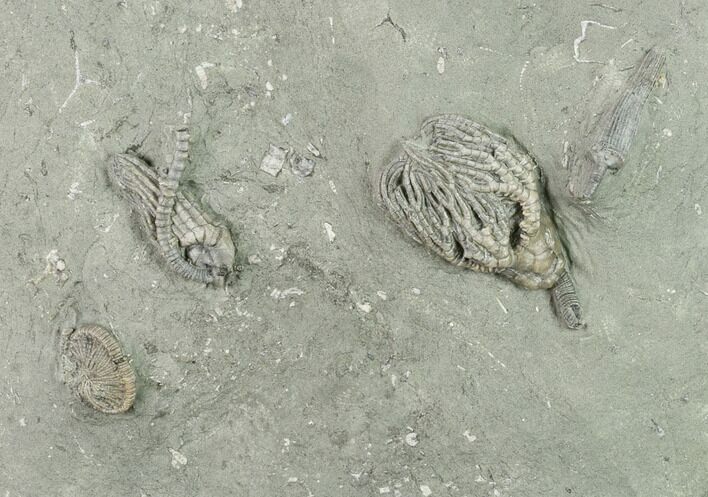 Four Species of Crinoids on One Plate - Crawfordsville, Indiana #132806